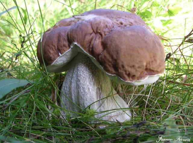 boletus reticolatus